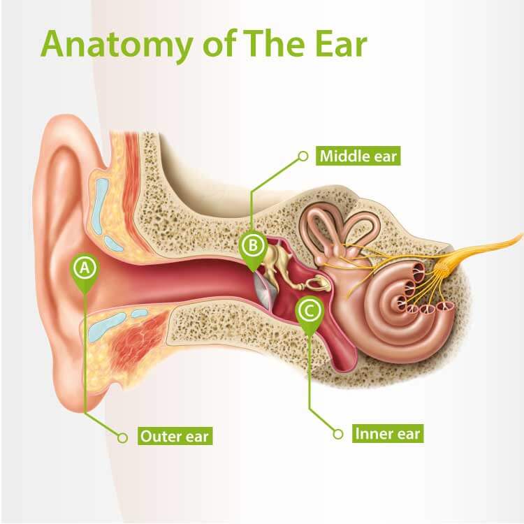 diagram of the anatomy of the ear